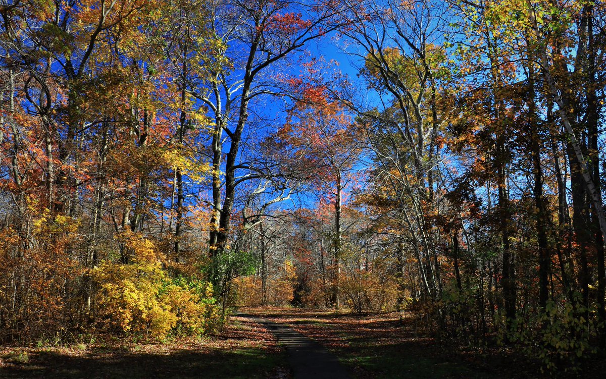 saberonyx's tweet photo. Took a walk through the Mill Pond preserve this morning, the colors are really popping @canon_photos @canonusa #EOS80d #CanonFavPic #autumn #longisland #discoverliny #ThePhotoHour https://t.co/8dQ1MuQol1