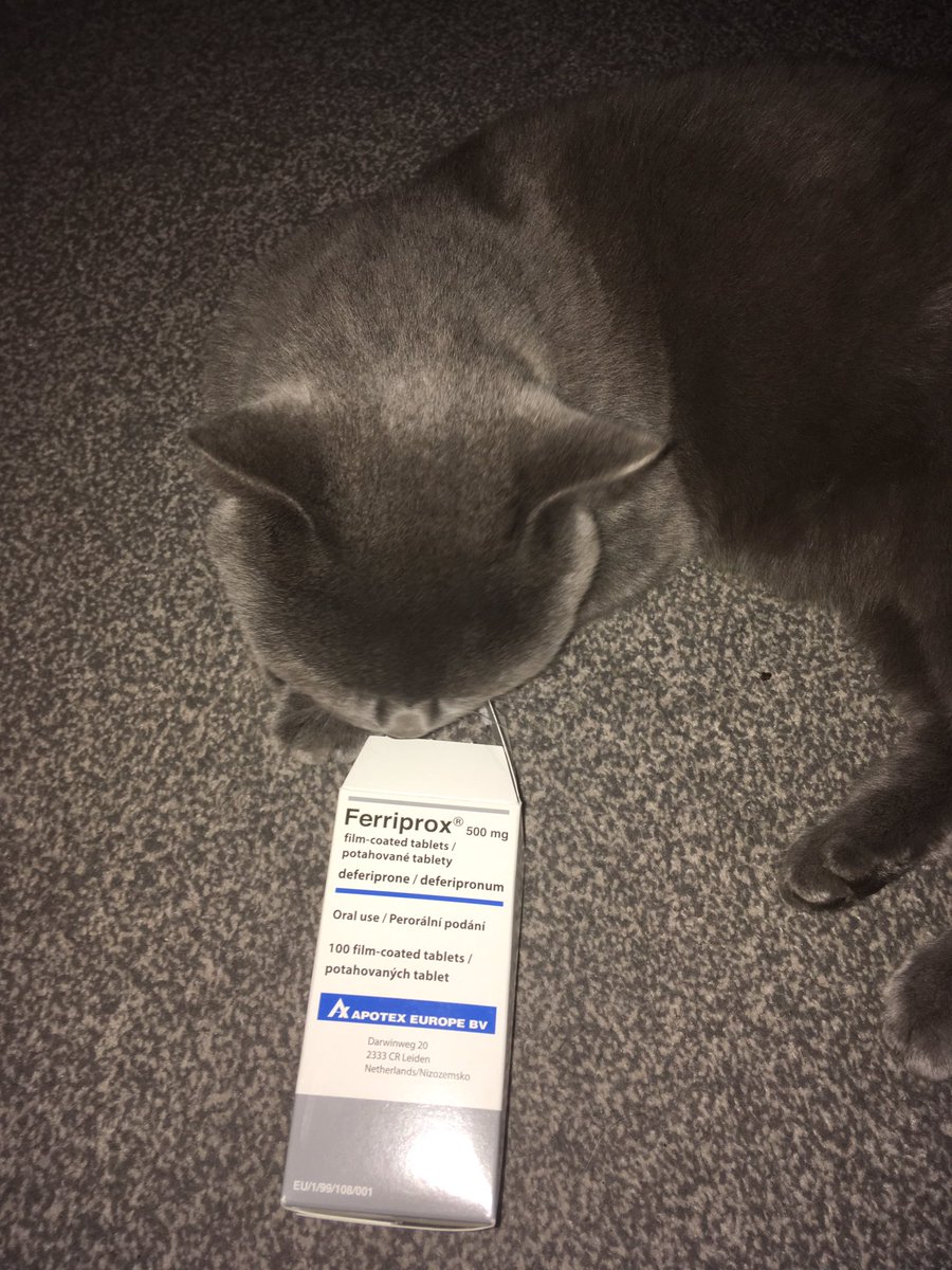 RhysHolmes's tweet photo. #chelating the #iron #superficialsiderosis #cat https://t.co/f2r0FPigso