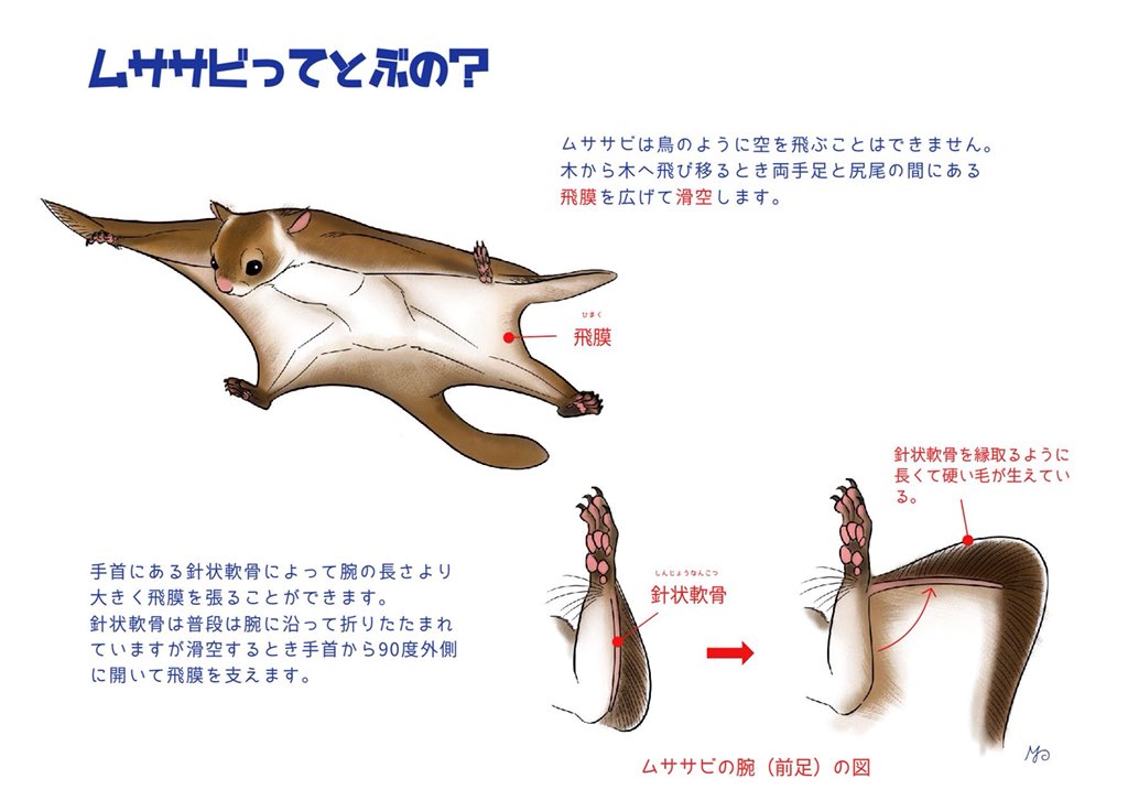 Maki りすマニア リスのアートやお菓子 リスをモチーフにしたメニュー ぽたかふぇ での展示会 りすカフェ は金曜から モモンガやムササビもリス科の仲間だよ W 過去絵を再掲