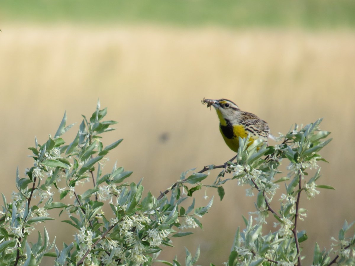 Meadowlark with bug #birding #chicagobirding #meadowlark