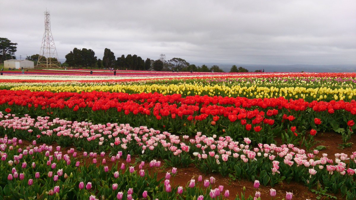 TraversingTas's tweet photo. The sight of a patch-work field of living colour stretching up over the hill is breathtaking... Read more at https://t.co/F6qEuVnX1h.

#tablecapetulipfarm #vdqbulbs #vandiemenqualitybulbs #tulips #bloomintulipsfestival #wynyard #tasmania #exploretasmania #australia #seeaustralia https://t.co/UpzGDwmswJ