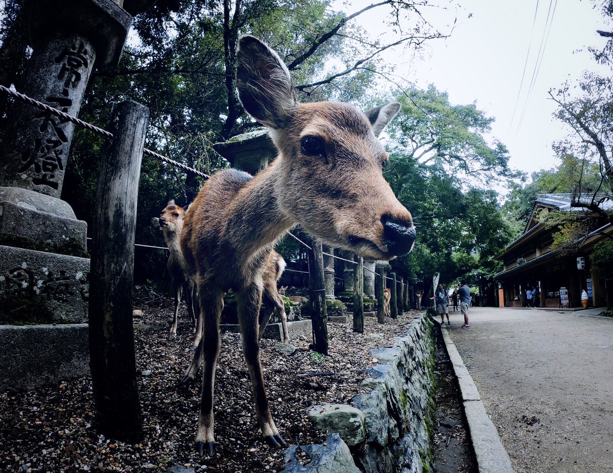 Smartcloud6's tweet image. Photo of the day : @唯一Sir
Hi. Nice to meet you! Am I beautiful?🤣🤣🤣
#japan #gopro #deer #nara #temple #travel #photooftheday #goprohero7