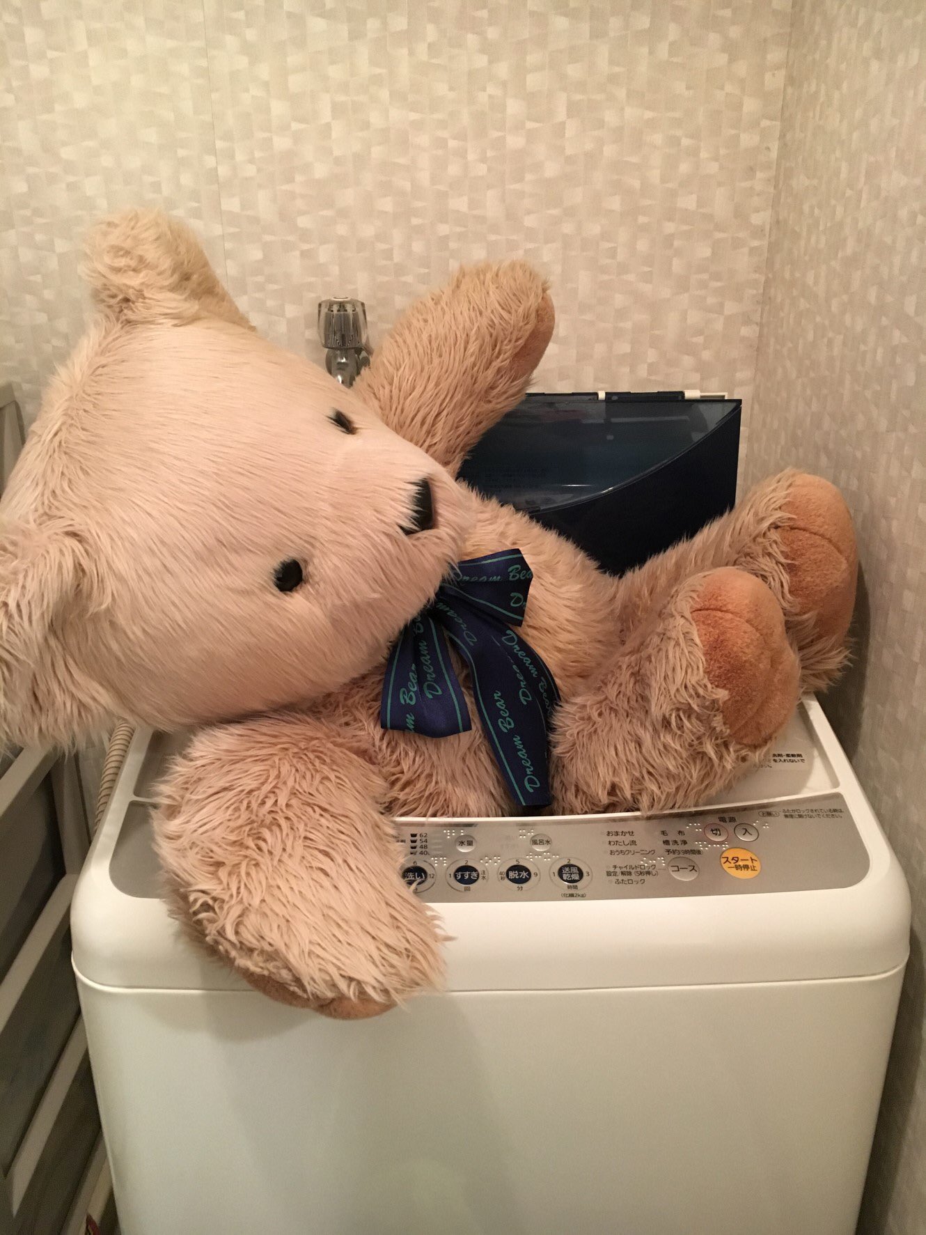 Uzivatel ティーちゃん Na Twitteru 今日は体を洗うねん お風呂は厳しいから洗濯機やねん ᵔᴥᵔ これがグルグルされるから目が回ってもう大変やねん ベランダで太陽光浴びて自然乾燥 スッキリしたから疲れてん おやすみなさい くま クマ テディベア