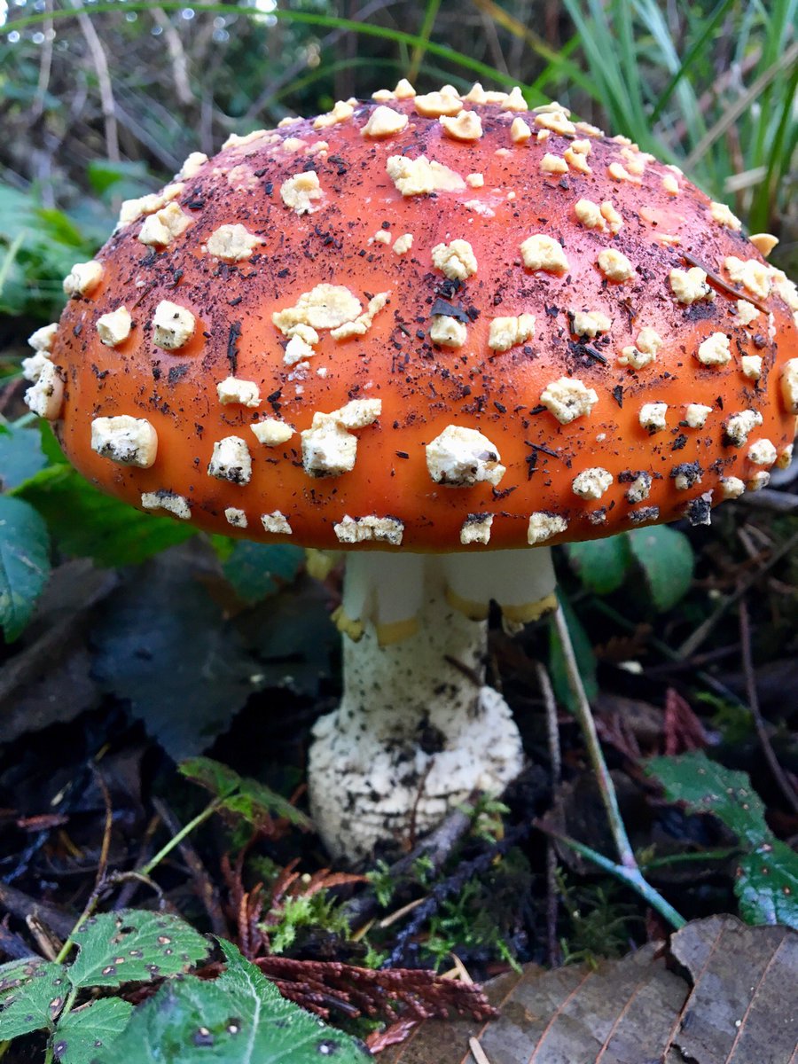 Found some lovely mushies this afternoon on a fall hike #mycology #fungi #mushrooms #worldunseen