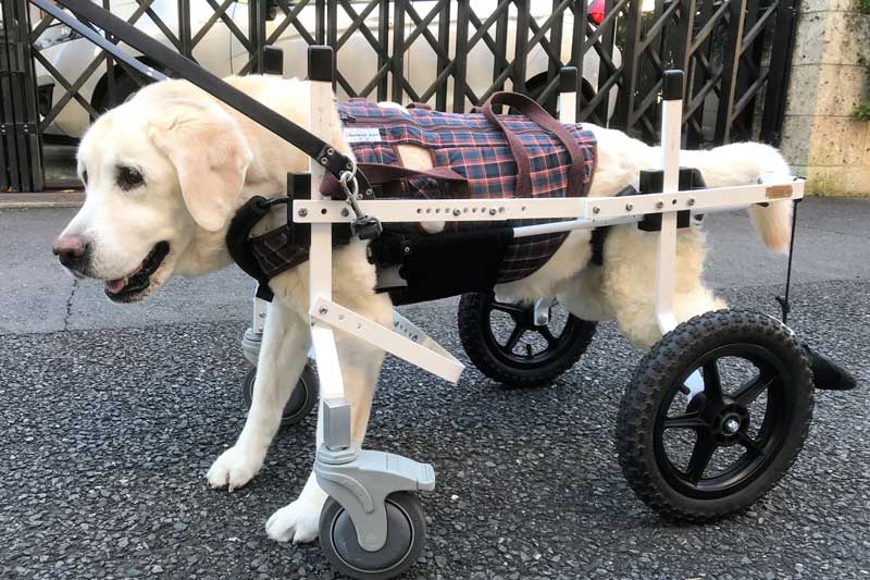 【メーカー公式ショップ】 後脚用犬用車椅子 大型犬用車椅子後脚リハビリテーション ウォーキンホイールは中型犬の散歩用ハーネスをアップするのに