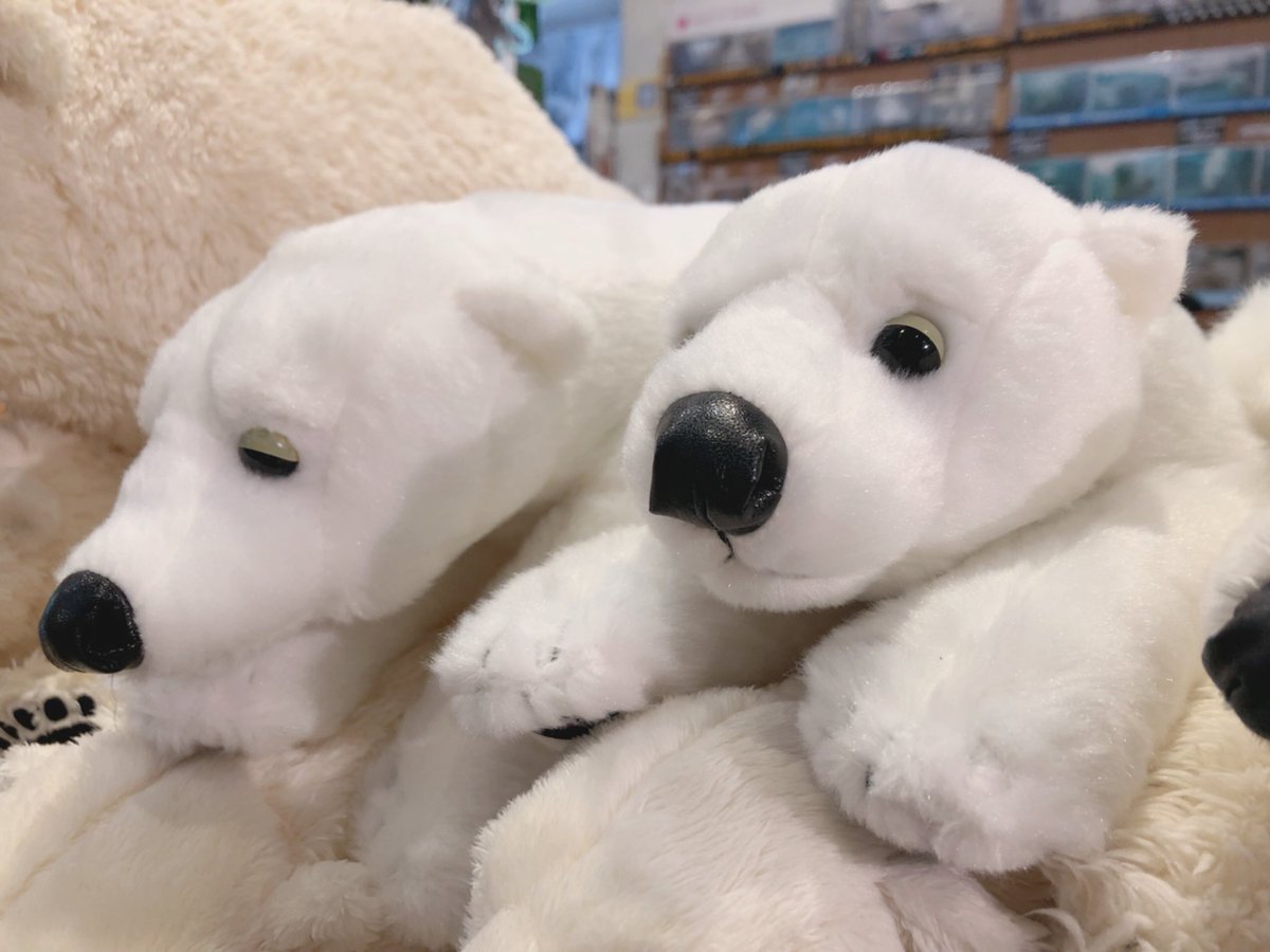円山動物園オフィシャルショップ こんにちは 人気商品ランキング ぬいぐるみ部門より1位のご紹介します 寝そべりぬいぐるみl サイズのホッキョクグマですʕ ᴥ ʔ 見方によっては泳いでるようにも見えます 程よい大きさで抱き心地 触り心地ともに