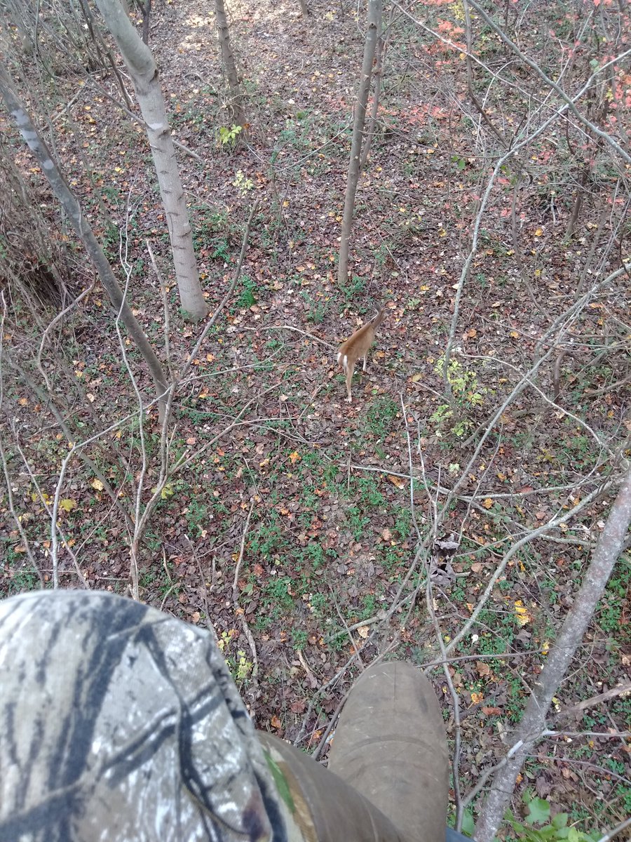 Myers14B's tweet image. Saw 3 bucks and 4 does this evening. No shooters yet
