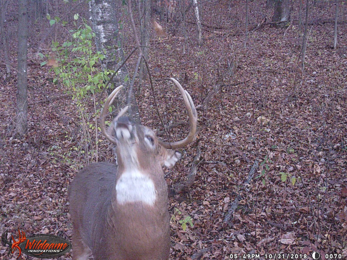 RutTracker's tweet image. The last week of October was 🔥with new bucks showing up and daytime movement.