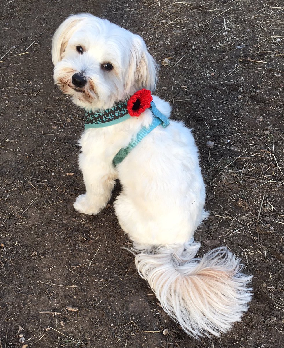 Our studio boss Noodle is wearing his poppy with pride #poppyappeal #ThankYou100