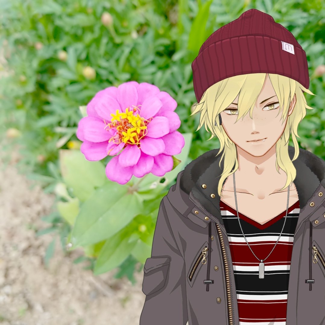 棲 撮影月 10月 色 ピンク ジャンル 花 備考 庭の隅の方に咲いてた ピンクの花びらに囲まれたさらに中央にも花 の集合体があるあたり キク科と構造自体は似てるかな Makes植物図鑑