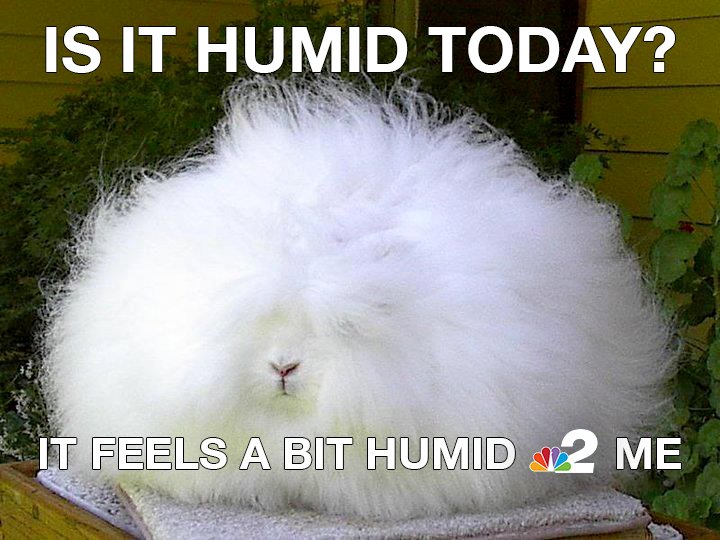 NBC2 on X: "It's just a hare... humid today. And Hot! Near record-breaking  heat today. https://t.co/8wrAvyVQ7p" / X