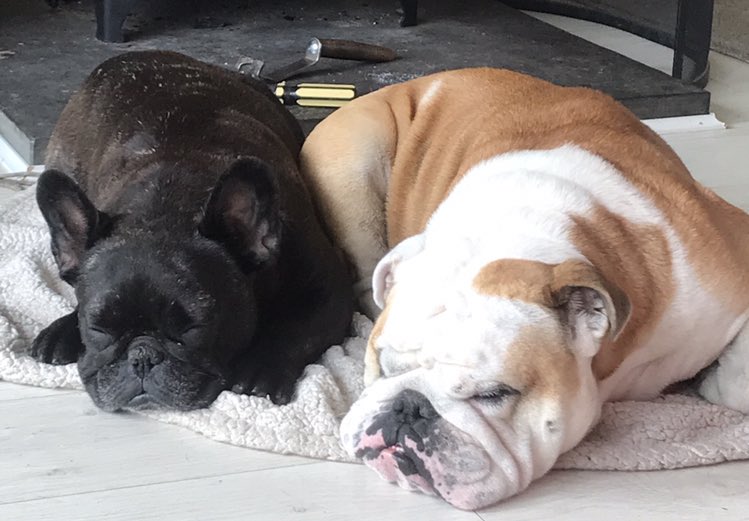 Clairebee26's tweet image. So much 💕#bulldogs #bestfriendsforever #cutedogsoftwitter