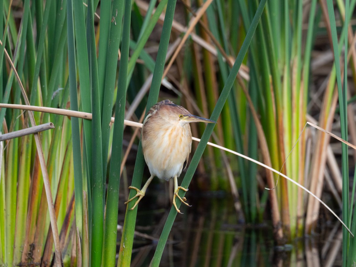 ミョウガの妖精をライファーしました
#ヨシゴイ #Yellowbittern