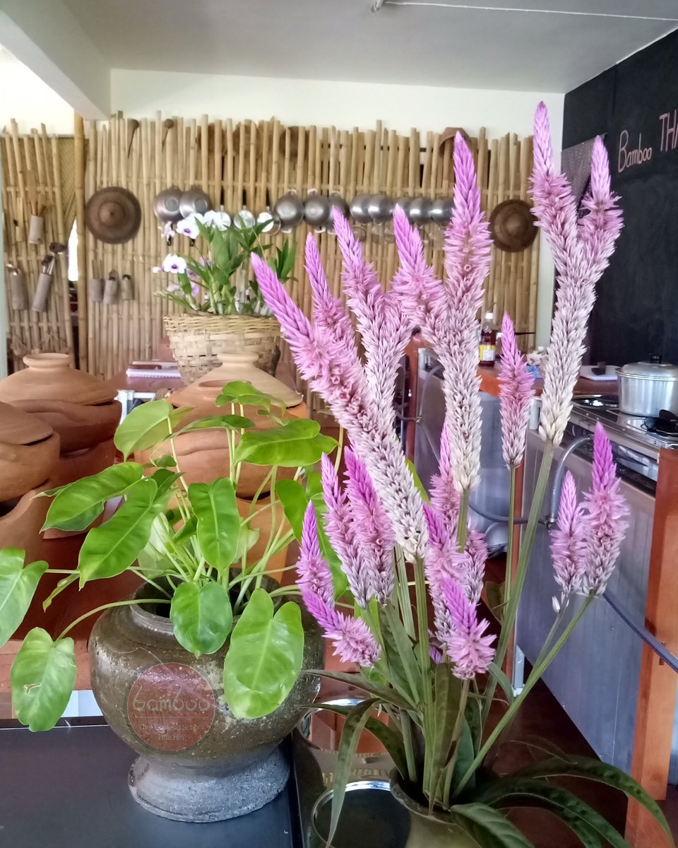 bamboo_thai's tweet photo. There is always a beauty in everything u see ❤ 🍝
🍀
🌺
#BambooLover #Thaicooking #cookingclass #lovethailand #travelthailand #thailand #bamboo #thaifood #huahin #chaam #huahintown #chaamactivity #thaifoodlover #cookingschool https://t.co/wKkfIIMhAc
