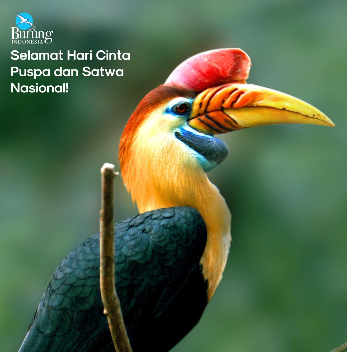 Burung Indonesia On Twitter Sudah Saatnya Masyarakat Mengambil