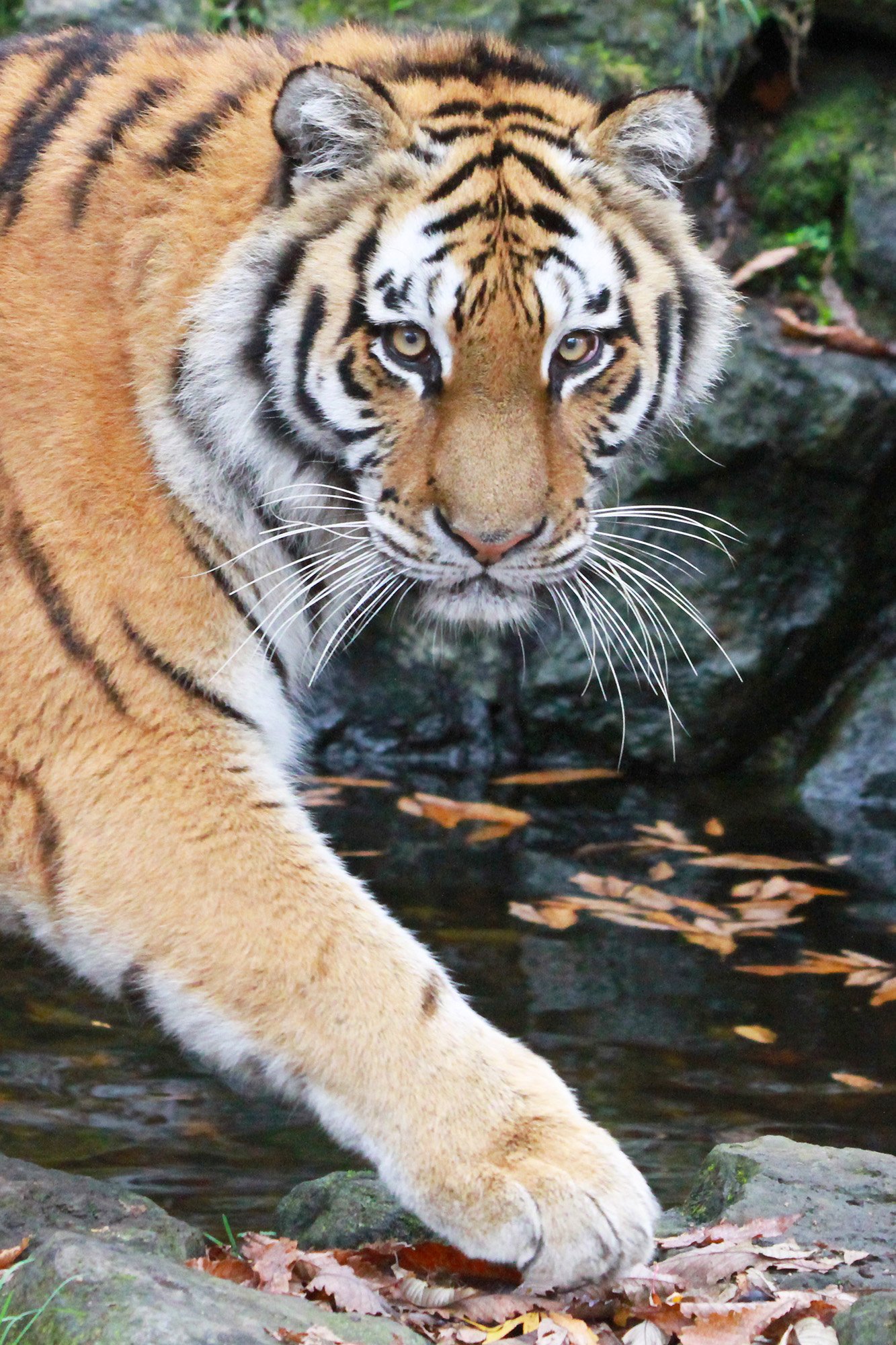 富士サファリパーク公式 同じネコ科のトラ ライオンの足 爪 がどうなってるのか見たい とリクエストがありましたので 普段は トラ ライオンともに爪を隠しています 必要な時だけ爪がにょきっと出ます T Co Koghl2i2gt Twitter