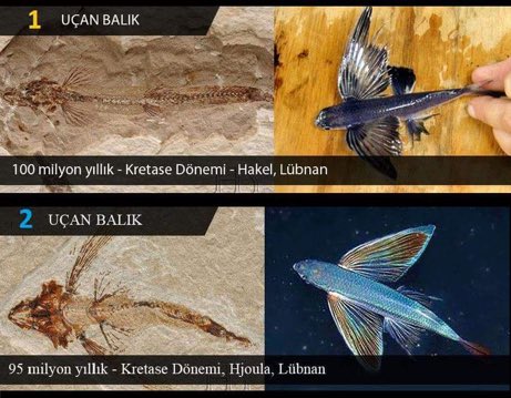 #EvrimeKarşıyımÇünkü hiçbir tane ara geçiş fosili yok. Milyonlarca  fosil bulundu ve hiçbirinde evrim yok. Fosiller yaratılış olduğunun net delilidir.