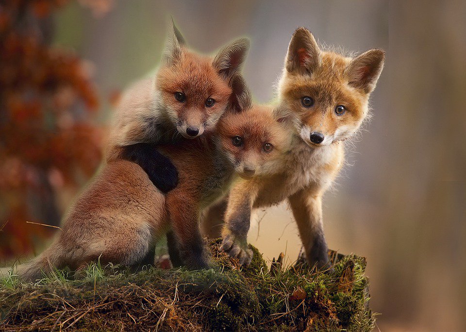 authorJaneKing's tweet photo. "I believe animals should be respected as citizens of this earth. They should have the right to their own freedom, their own families and their own life."
—John Feldmann
#animals
#foxanimals
#ToplinkPublishing https://t.co/sy2m4vAZ5Y
