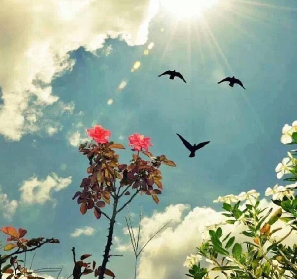 " الحمدلله على نعمة استشعار سعادة التفاصيل الصغيرة .. لون السماء .. أشكال الغيوم .. رائحة القهوة .. ابتسامة عابرة .. واقتباس يصف شعُورك بدقة "
صباح الخير ❤️