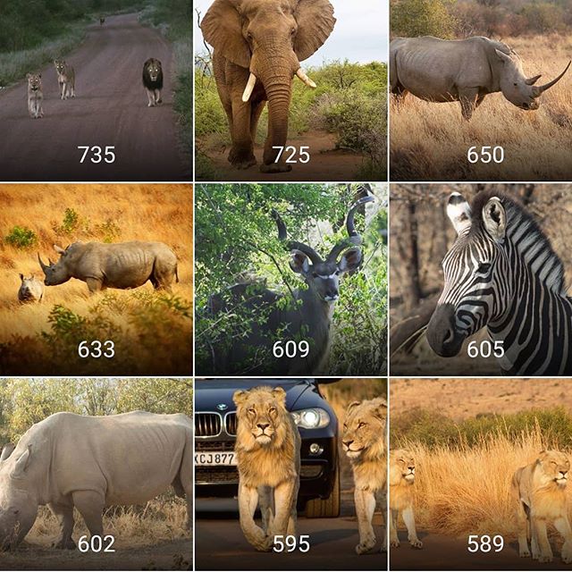 Our top 9 from the last 3 months. Thanks for the support. Look forward to bringing you more from the African Bush.