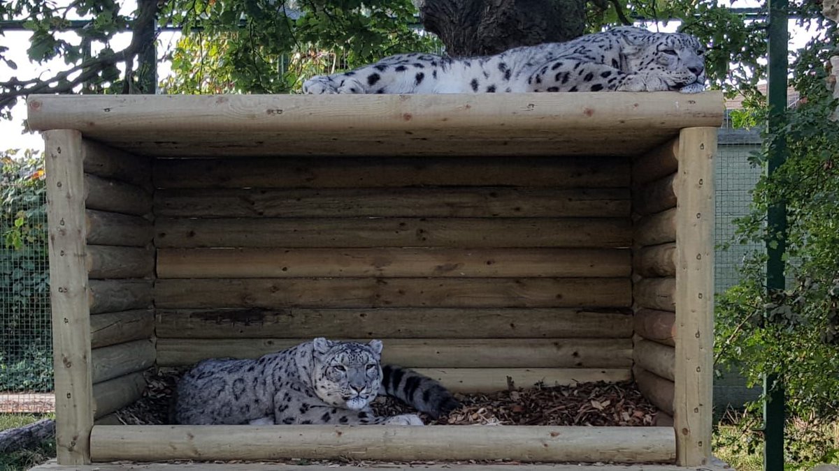 #CatFactMonday #SnowLeopards molt twice a year, with their winter coat being denser than their summer one. Laila & Yarko have already started to develop their thicker coats! We've also noticed our #snowies spending more time outside as the weather has cooled down. #BCSDidYouKnow