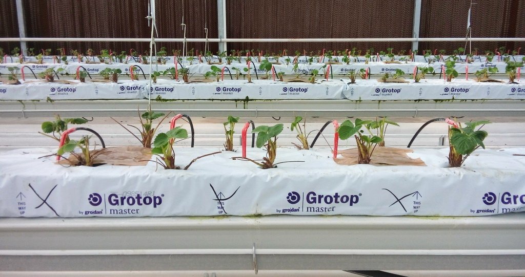 The establishment of the young strawberry plants in Attica,Greece for the crop season of 2018-2018 is doing well. The weather conditions contribute a lot. #FraoulaBest2018 <a href="/Grodan/">Grodan</a> <a href="/Grodan_nl/">Grodan (NL)</a> <a href="/E_Drimtzias/">Evagelos Drimtzias</a> <a href="/MyUltraLife/">Christos D. Katsanos - Chevalier de l'Imaginaire</a> <a href="/lyviakis/">Georgios Lyviakis</a>