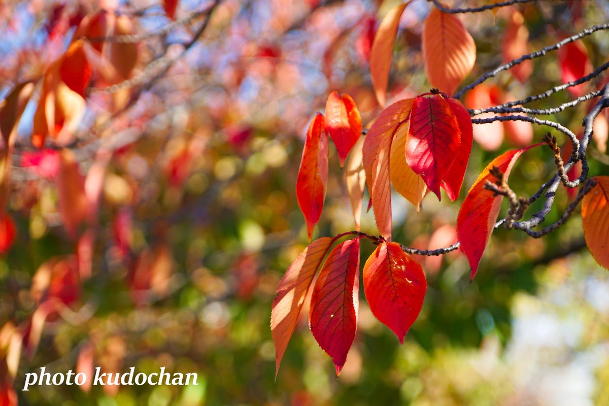 Kudochan さくらもみじ 平地でも桜の紅葉は 見頃になってきました 紅葉 桜紅葉 写真が好き T Co W9lyi0dgjv Twitter