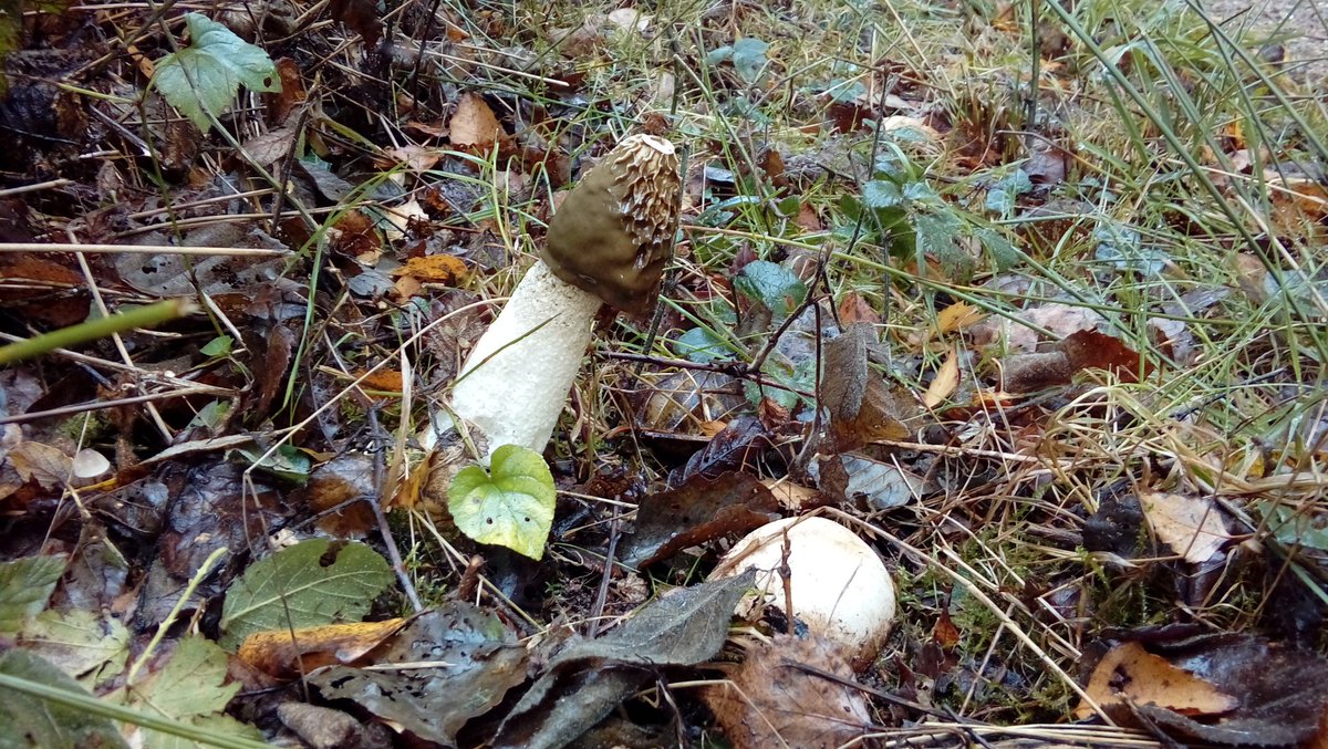 HIWWTConservation (@hiwwtconserve) on Twitter photo The rain has brought out the fungi at #BlashfordLakes like this stinkhorn. <a href="/HIWWTConserve/">HIWWTConservation</a> <a href="/wessexwater/">Wessex Water</a> <a href="/newforestdc/">New Forest District Council</a> <a href="/SouthWestWater/">South West Water</a> The rain has brought out the fungi at #BlashfordLakes like this stinkhorn. <a href="/HIWWTConserve/">HIWWTConservation</a> <a href="/wessexwater/">Wessex Water</a> <a href="/newforestdc/">New Forest District Council</a> <a href="/SouthWestWater/">South West Water</a>