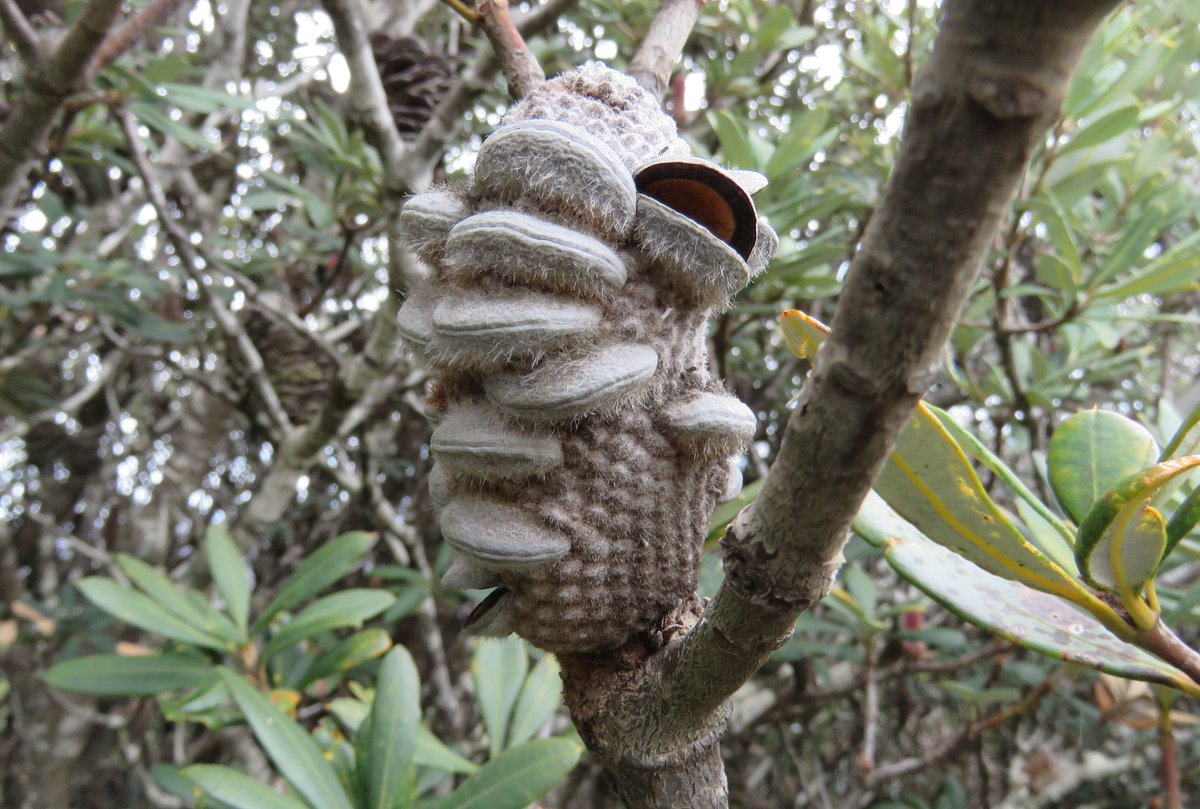 The cones of the rock banksia are weird. Banksia saxicola in the Grampians, Victoria #Proteaceae #ozplants