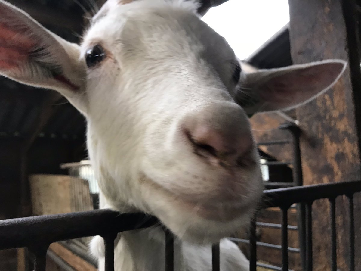 Dag 2 van de culinaire persreis van start! Op pad met Duitse en Vlaamse culinair journalisten. Na heerlijk ontbijt bij <a href="/h_sterrenberg/">Hotel Sterrenberg</a> nu op bezoek bij <a href="/Stroesedame/">Magda Scholte</a> in <a href="/BarneveldInfo/">Gemeente Barneveld</a> waar Magda en Harry vertellen over hun geitenkaas. <a href="/visitveluwe/">VisitVeluwe</a> #VeluweTaste