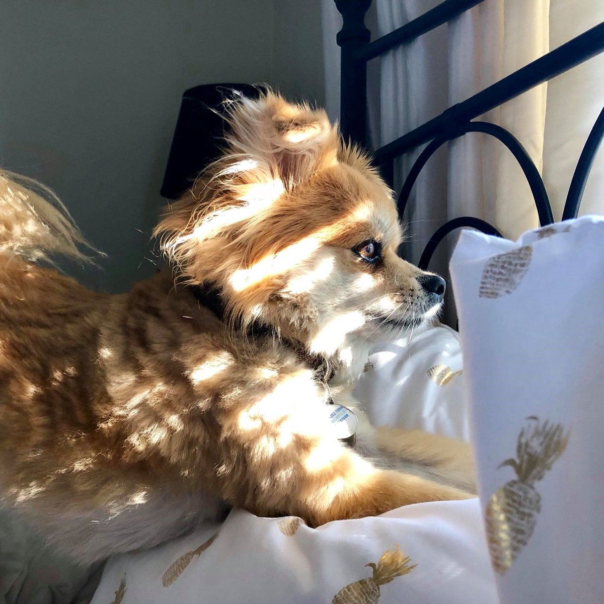 yeahimtheo18's tweet photo. It's lurking out there... Waiting for me to strike... Monday. #Mondaymotivation #MondayMorning #ihatemondays #yeahimtheo #pomeranian #pom #pompom #pomeranians #pomeranianlove #pomeranianlovers #poms #pomeraniandogs #pomlovers #pommylovers https://t.co/Jx83Ahabv5