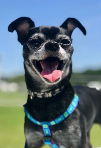 Life With Dogs (@lifewithdogstv) on Twitter photo This super #seniordog is adorable. AND available for adoption through <a href="/NorfolkSPCA/">Norfolk SPCA</a>! bit.ly/2Qsl3dq | Meet Dolson, a charming #chihuahua mix with lots of love to give! #adoptdontshop #seniordogsrule This super #seniordog is adorable. AND available for adoption through <a href="/NorfolkSPCA/">Norfolk SPCA</a>! bit.ly/2Qsl3dq | Meet Dolson, a charming #chihuahua mix with lots of love to give! #adoptdontshop #seniordogsrule