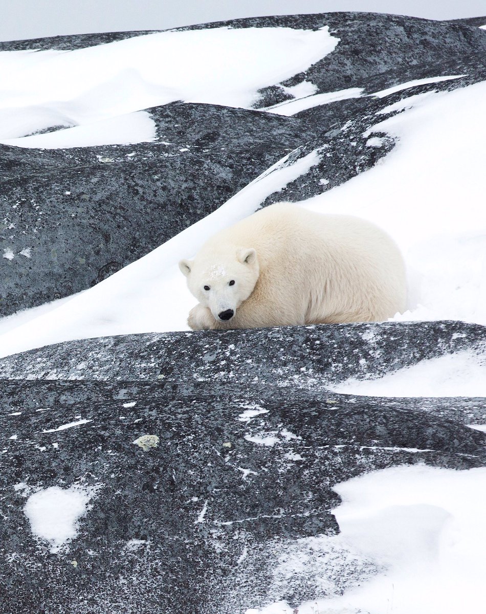 It’s Polar Bear Week! We love that we get to spend so much time observing these majestic creatures. Every day is different up here, and each encounter leaves us with smiles on our faces. - - - - - #welivetoexplore #explorecanada #cangeo #travelmb #natgeo #staywild #AllTheThings