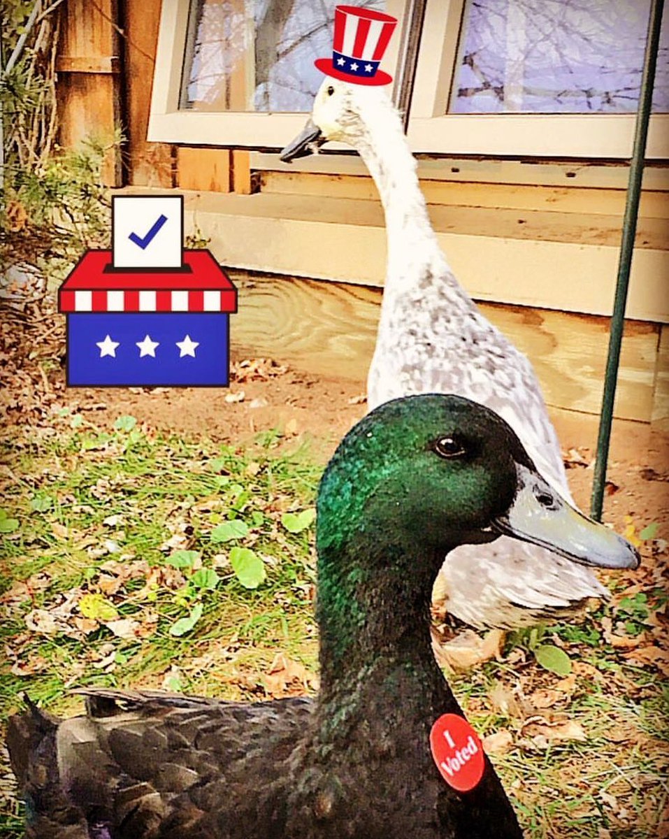 Take a friend to vote! #GOTV #DuckDuckGrayDuck #RunnerDuck #CayugaDuck #OneMinnesota