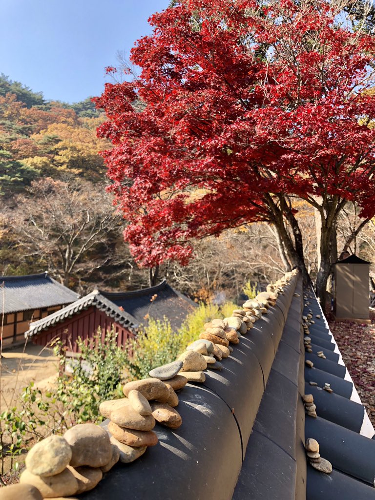 AAbroadAwaits's tweet photo. “Autumn...the year’s last, loveliest smile.” —William Cullen Bryant
What’s your favorite thing about autumn?
#autumn #autumcolors #fallyall #itsfallyall #magoksa #gongju #korea #southkorea #red #optoutside #potd #travel #votetheoutdoors #findyouradventure #adventureabroadawaits https://t.co/58qbopx1X7