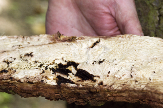 ForestryComm's tweet photo. Did you see our Autumn edition of #TreeHealthNews? https://t.co/G6rimcUSWZ Sign up today to receive future copies by email https://t.co/YbltXtSZSC #MondayMotivation https://t.co/Hla4CQpdmr