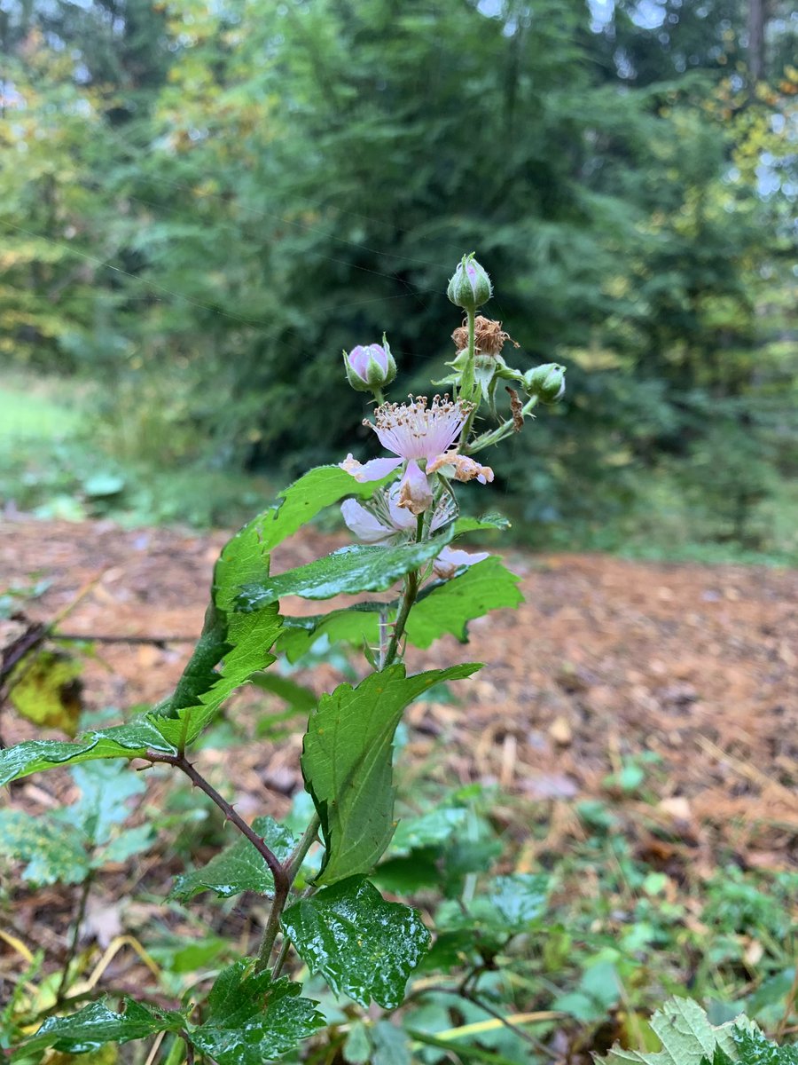 KaHoogheide's tweet image. Goedgelovige braam..... “Zomerse dagen in aantocht...”. Het is november, Braam! #pietsweer #pietpaulusma #knmi #codezonnig