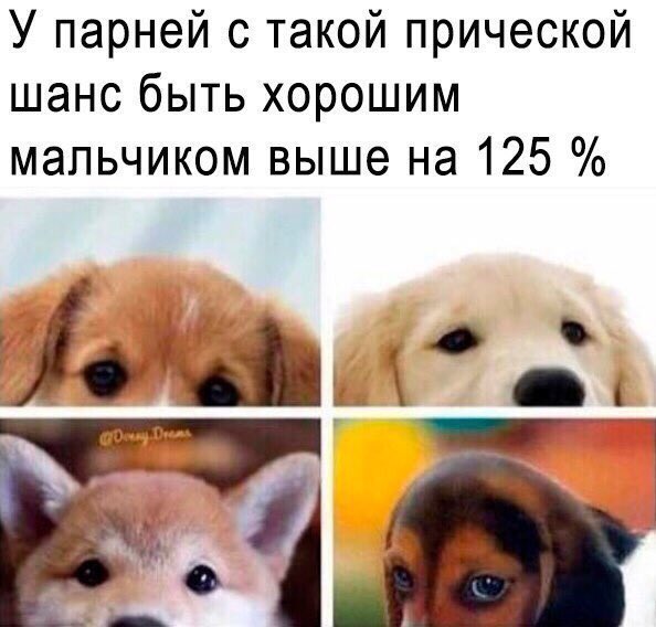 Кто был хорошим мальчиком. Кто хороший мальчик. Good boy Dog meme. Pet meme. Funny Dog memes