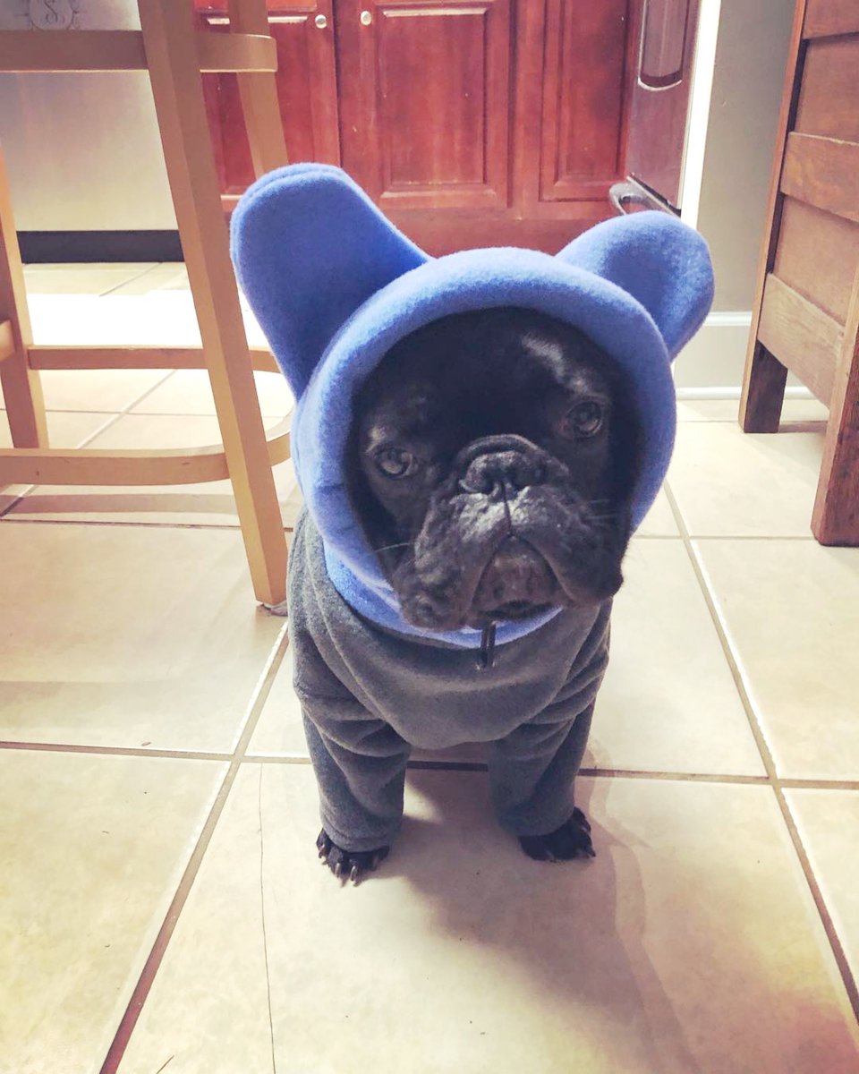 bat hat for french bulldog