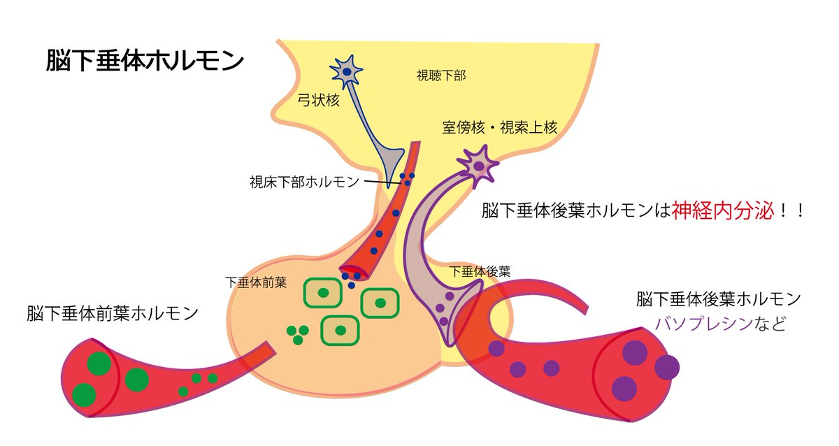 後葉 脳 下 垂体 脳下垂体後葉