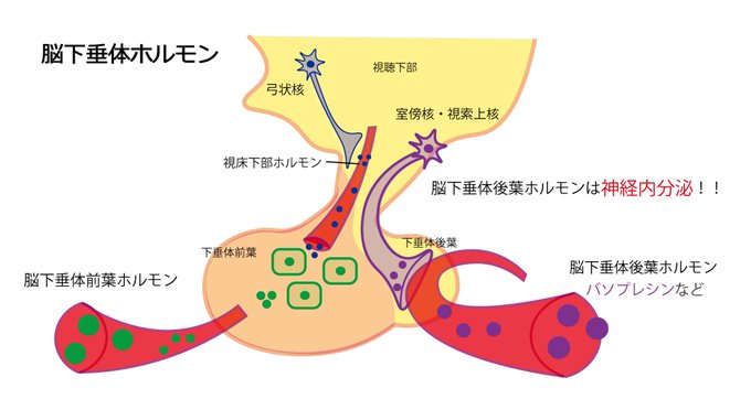 後葉ホルモンのtwitterイラスト検索結果 後葉ホルモンのtwitterイラスト検索結果