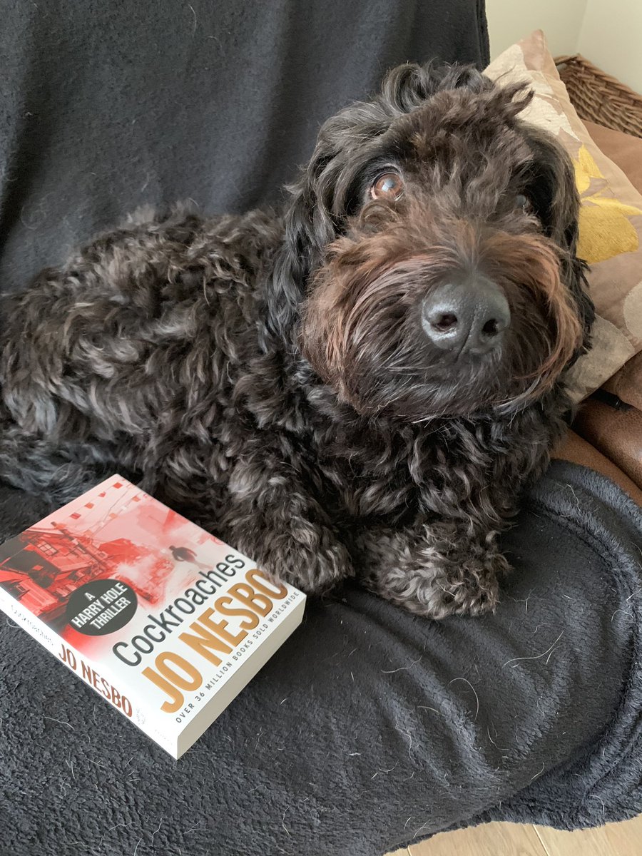 virtwriting's tweet image. People always ask, “Maggie, what’s your top writing tip?” And her answer is always the same: “Mate, I’m a dog. I dunno!!”

One top tip we have heard though, is read to write, so what books have you learned most from? Maggie is a Nesbø Nut herself...
#MaggieMonday
#VWG
#amwriting