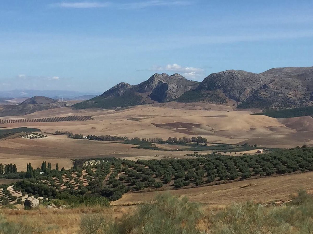 Can't think of a better location to have a picnic lunch with our doggies! This setting is close to the village of 'Cuevas de Becerro' in Andalucia, half an hour from where we live! #spain🇪🇸 #andalucia #picnic #lunch #dogs #autumn🍁 #mountains #olivegrove #picturesque