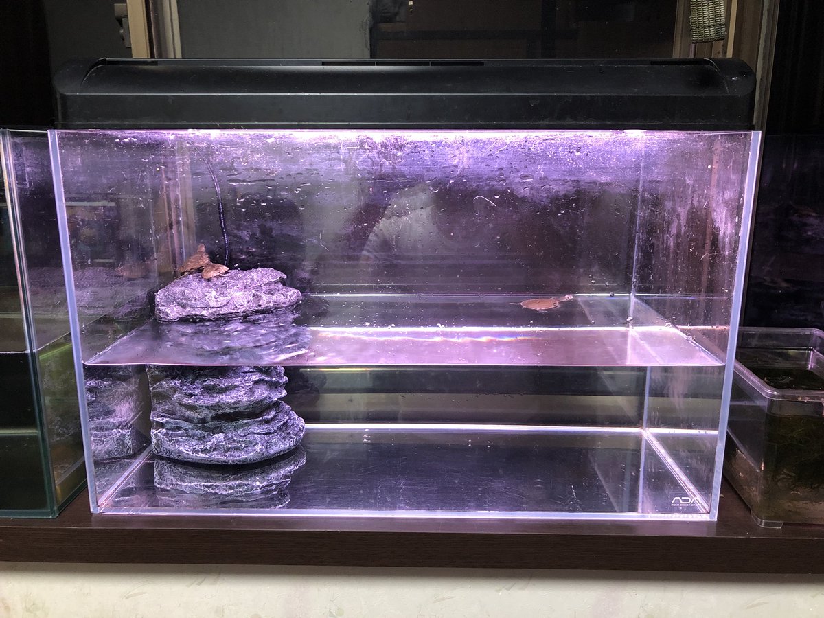 鰐 Wani さっそくですが子亀の飼育設備変えました 笑 無駄にadaの60水槽に ポゴナクラブさんの観賞魚用ライト につけれる紫外線ライトつけてバイオロックフィルター投入 濾過もできて陸地にも出来て一石二鳥だね 本当は砂利敷いて自然っぽいレイアウト