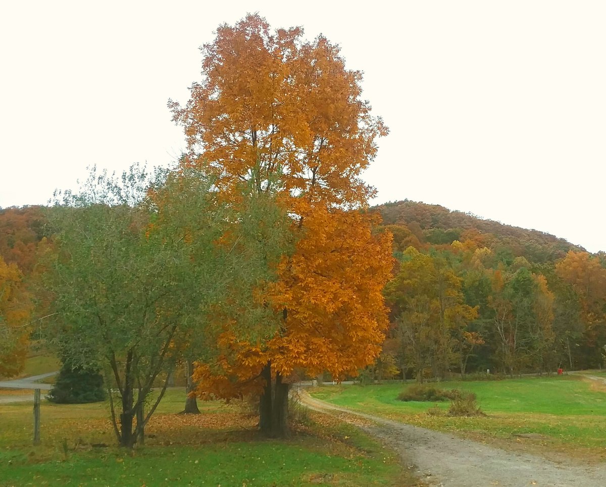 CrystalannKy's tweet photo. As The Time's are changing so did The leaves. #Fall2018 #KY https://t.co/NvDAup4q9s