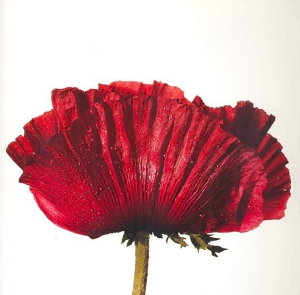 SetShopNYC's tweet photo. For some time, our products have been used by Irving Penn from long time ago.
Why do not you use the same product as the photographer who has made great achievements in the art and commercial industry?

#flower #colour #fashion #SetShop #NewYork #IrvingPenn https://t.co/szPtCuVNTA