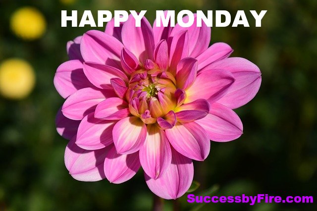 sucessbyfire's tweet photo. It's MONNNNNNNDAYYYY!
Happy Monday! Start your week full of energy!!
#Grindingiswhatwedo #Cleanhappythoughts #eathealthy #exercise #pray #meditate #begrateful #forgiveyourself #forgiveothers #Finishstrong #successbyfire.com https://t.co/rnIsipSb2n