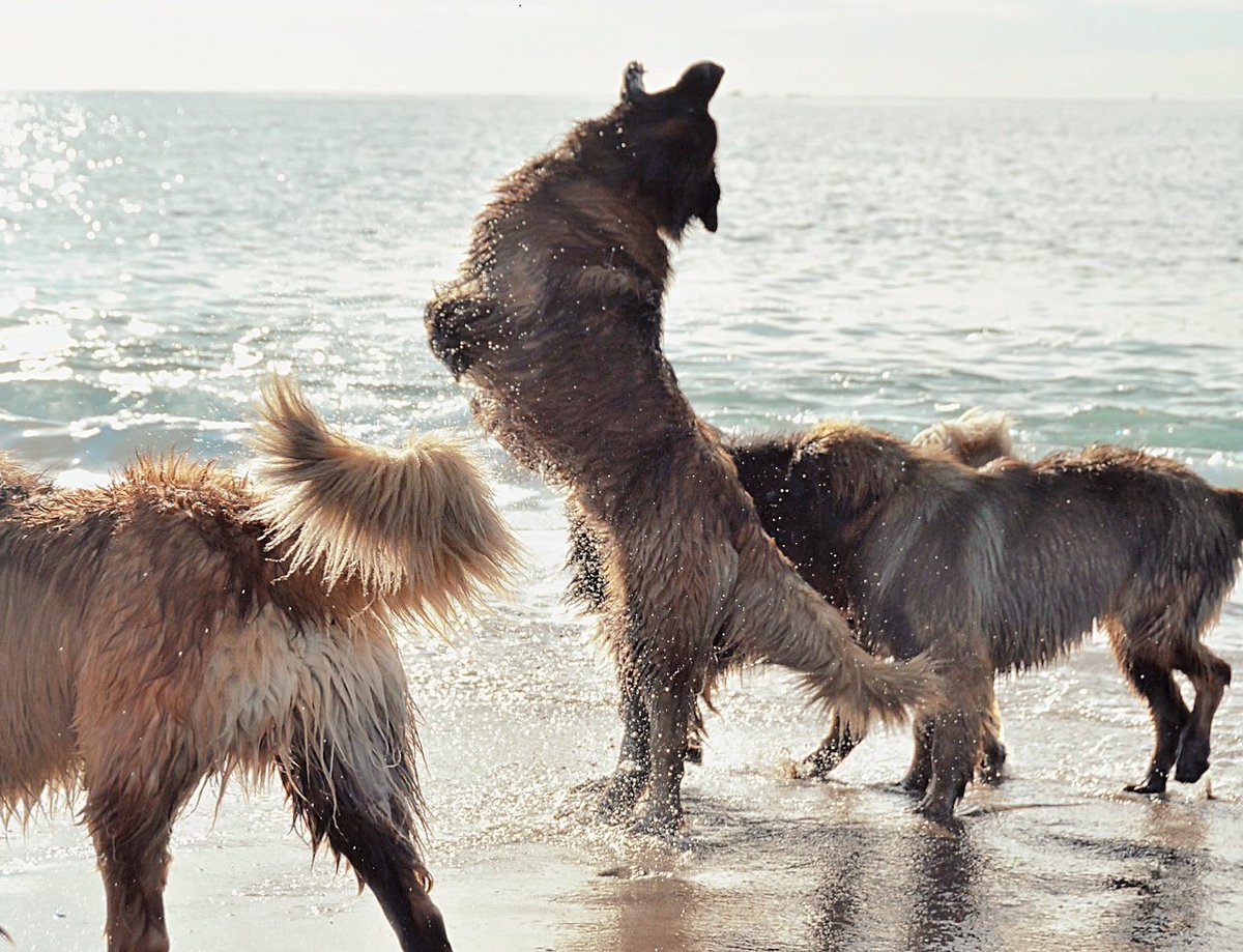 hillhaven leonbergers