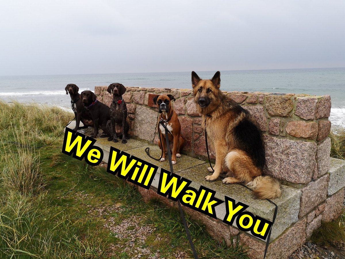 WeWillWalkYou1's tweet photo. This morning at #WeWillWalkYou. #beach #Sea #Seat #posing #gspoftwitter #labradoroftwitter #gsdoftwitter #boxeroftwitter #welovemondays #mondaymood #attention #ears #Stcombs #sit #stay #positivereinforcement #training #lovewhatwedo #Scotland #Autumnwalks #dogsoftwitter #dogs https://t.co/dvVB8VihMC