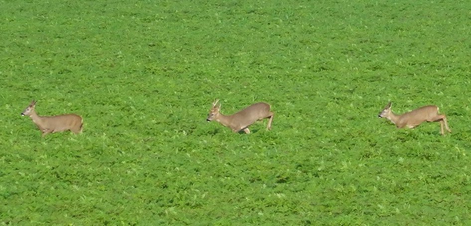 YossiUK's tweet photo. Couldn't tear myself away from watching the deer from the window this morning. Never gets old. 🍁#Broadbridge #Bosham https://t.co/kSVrwjhC8D